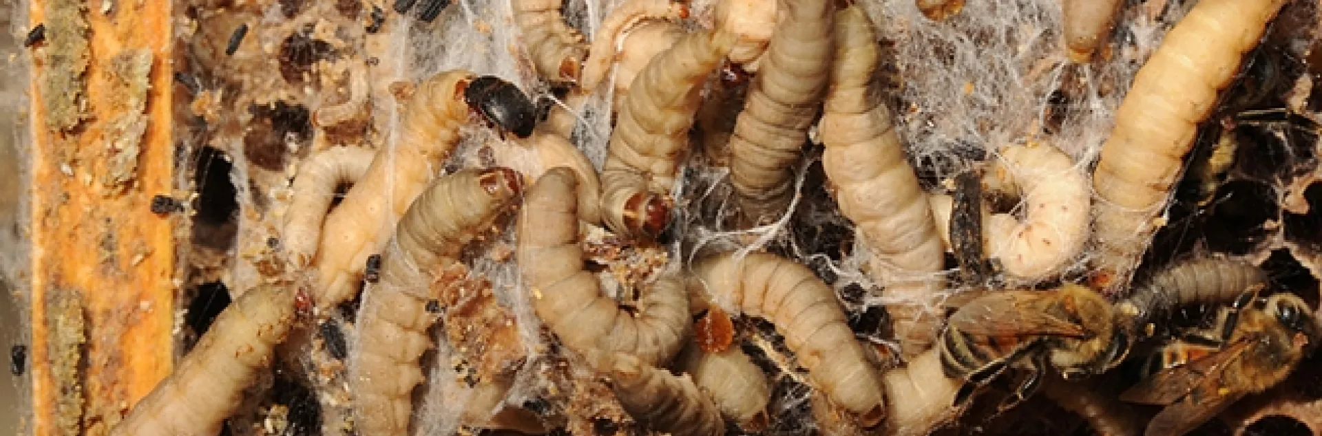 Wax moth larvae and a hive beetle (top left). (Photo by Kathy Keatley Garvey)