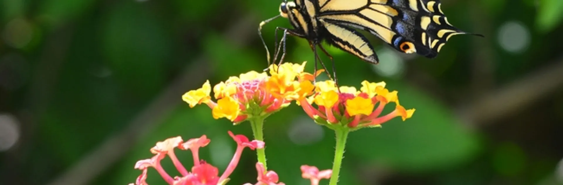 Anise swallowtail foraging on lantana. (Photo by Kathy Keatley Garvey)