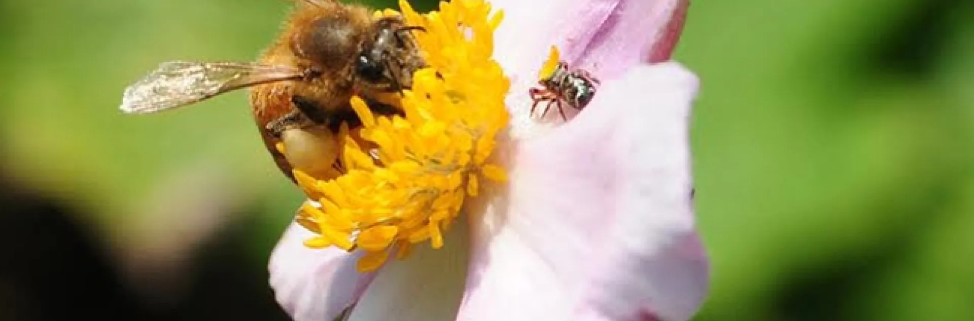A camouflaged jumping spider eyes a honey bee on Japanese anemone. (Photo by Kathy Keatley Garvey)