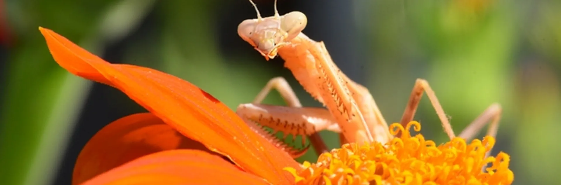 A praying mantis eyes the photographer. (Photo by Kathy Keatley Garvey)