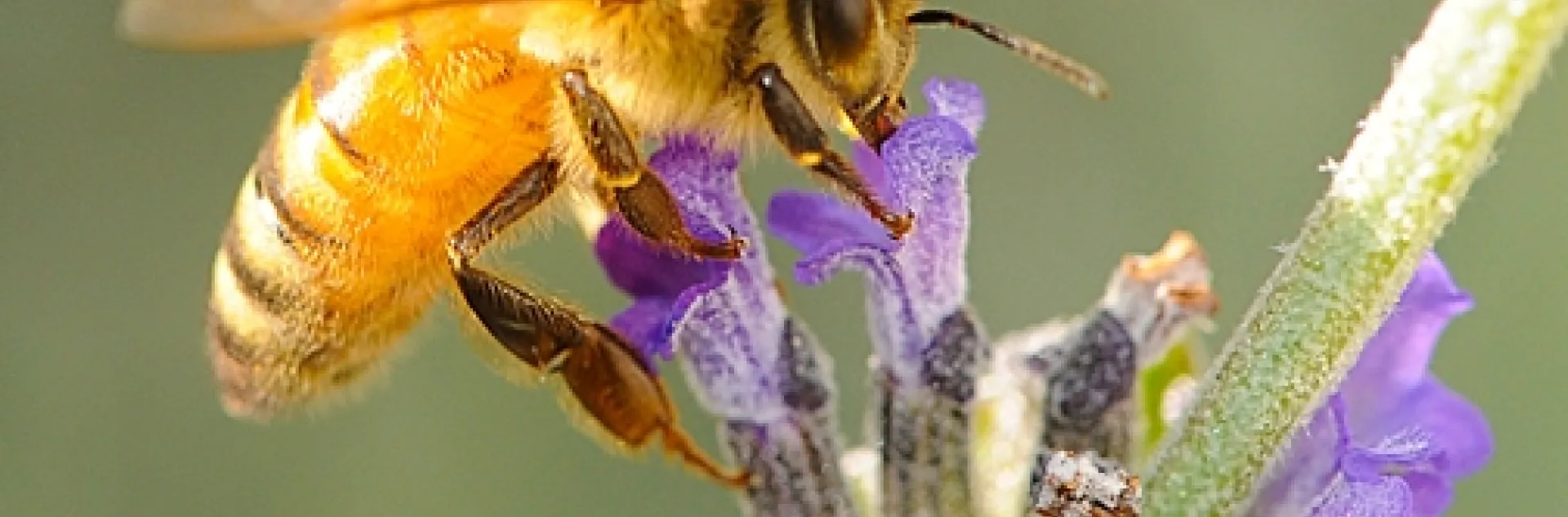 A golden honey bee (Cordovan of the Italian subspecies) nectaring lavender. (Photo by Kathy Keatley Garvey)