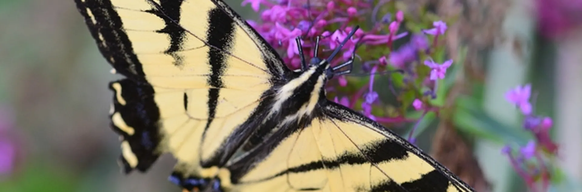 Western tiger swallowtail, Papilio rutulus, glides on Jupiter's beard, Centranthus ruber. This one is missing part of its wing structure, no thanks to a predator. (Photo by Kathy Keatley Garvey)