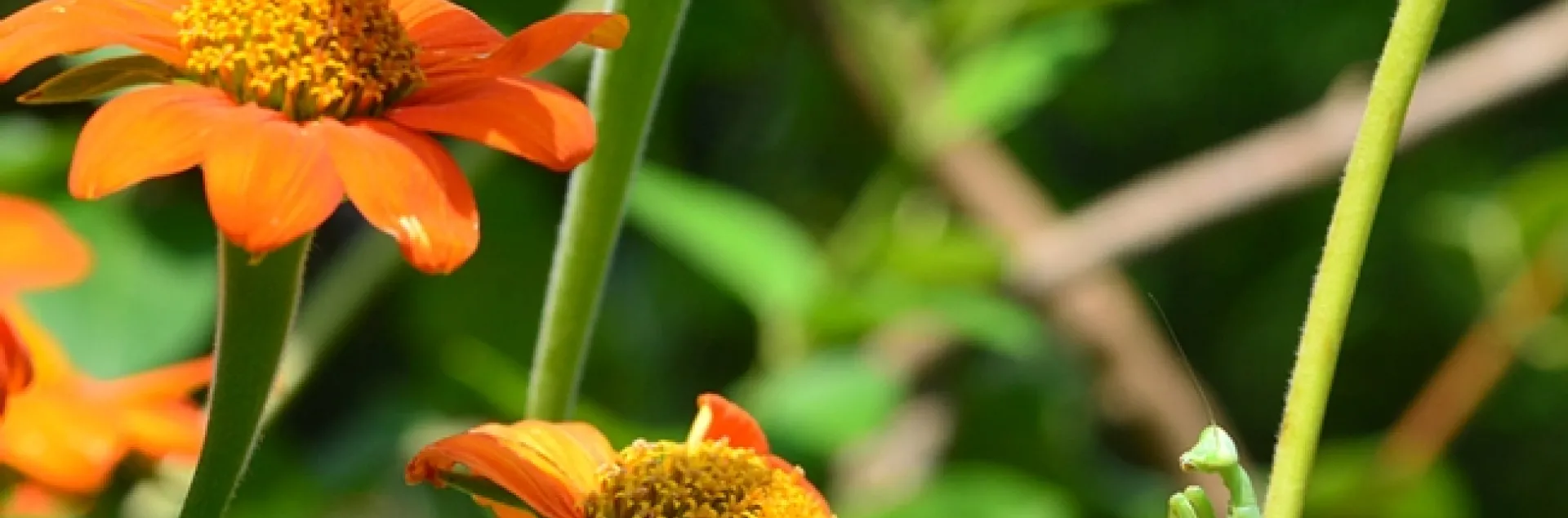 A praying mantis eyes a Gulf Fritillary butterfly. (Photo by Kathy Keatley Garvey)