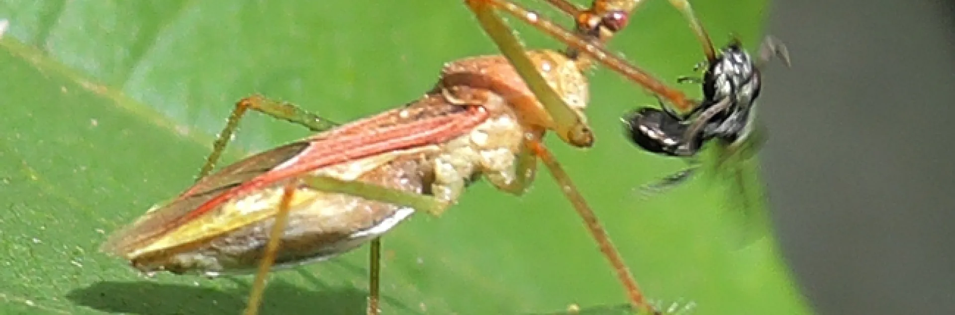 A fast-moving assassin bug spears a male metallic sweat bee. (Photo by Kathy Keatley Garvey)