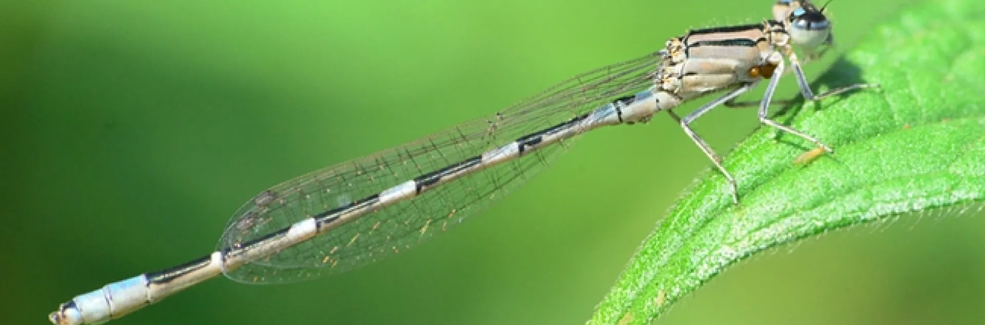 Damselfly with water mites (see egglike mass). The insect next to it is probably thrips, according to Lynn Kimsey, director of the Bohart Museum of Entomology, UC Davis. (Photo by Kathy Keatley Garvey)
