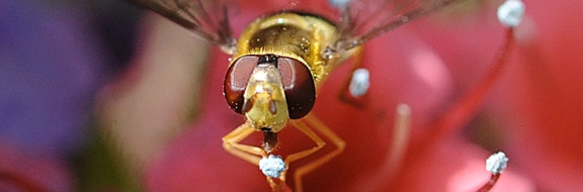 A syrphid fly, aka flower fly or hover fly, nectaring on a tower of jewels. (Photo by Kathy Keatley Garvey)