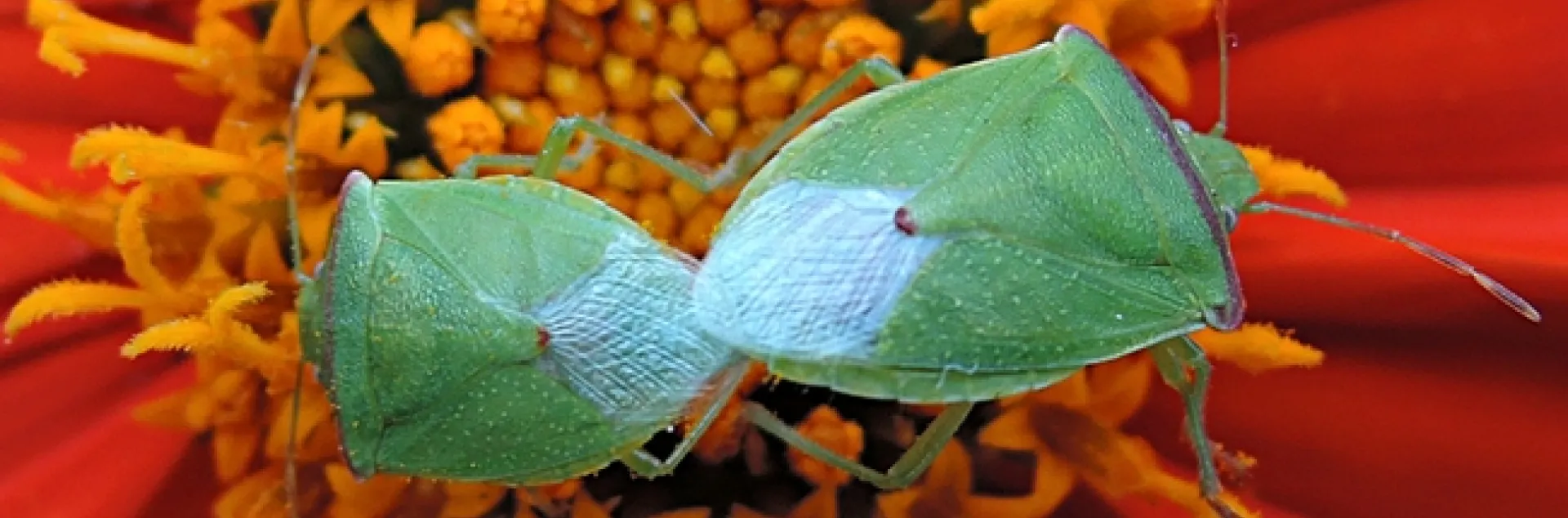 Red-shouldered stink bugs mating. (Photo by Kathy Keatley Garvey)