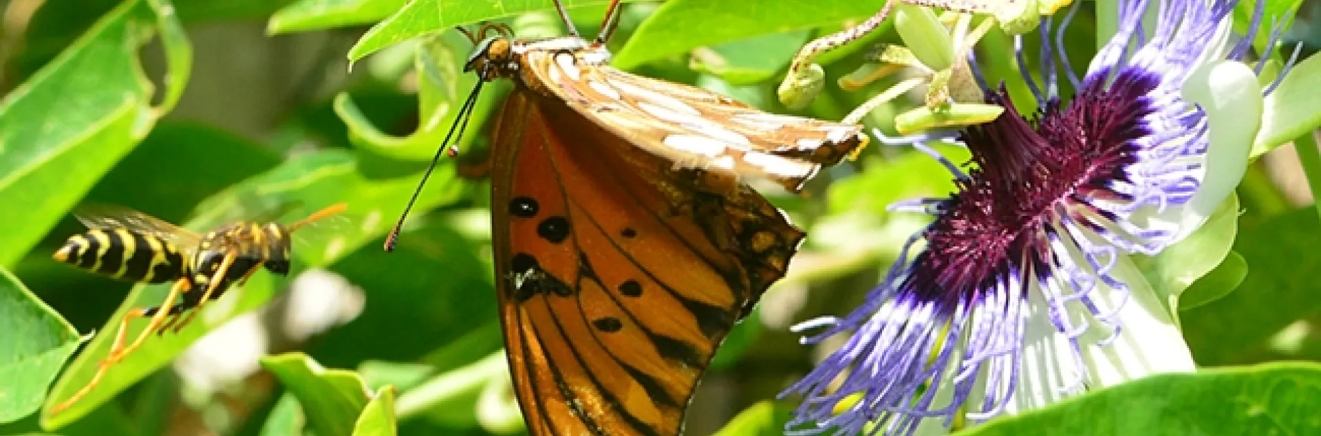 European paper wasp targets a crippled Gulf Fritillary. (Photo by Kathy Keatley Garvey)