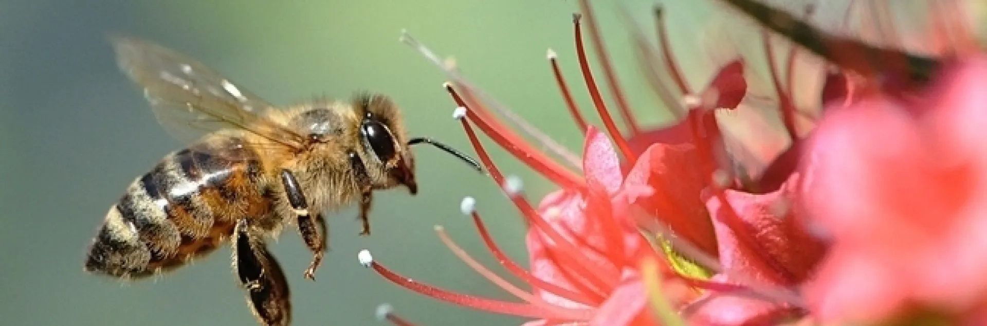 Honey bee heading toward tower of jewels, Echium wildpretii. (Photo by Kathy Keatley Garvey