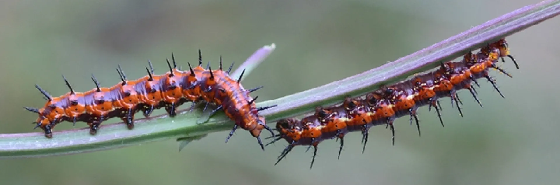Two Gulf Fritillary caterpillars meet on a stem after having munched all the leaves. (Photo by Kathy Keatley Garvey)