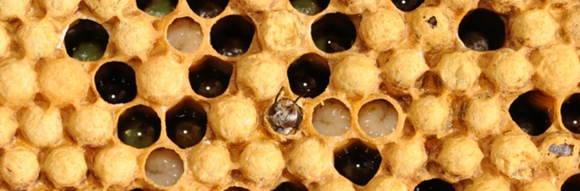 A drone (male bee) emerging. (Photo by Kathy Keatley Garvey)