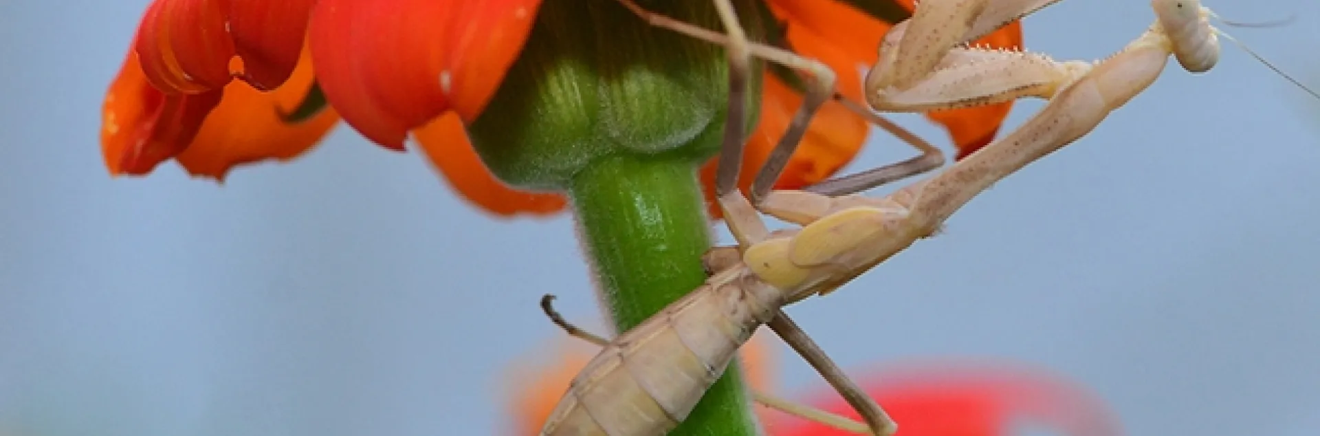 Praying mantis hides beneath the petals of a Mexican sunflower. (Photo by Kathy Keatley Garvey)