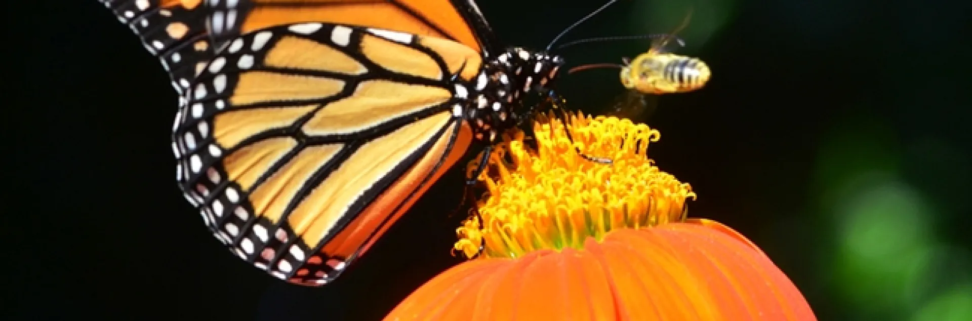Monarch butterfly nectaring on Mexican sunflower, Tithonia, as a territorial male longhorned bee, Melissodes agilis, takes aim. (Photo by Kathy Keatley Garvey)