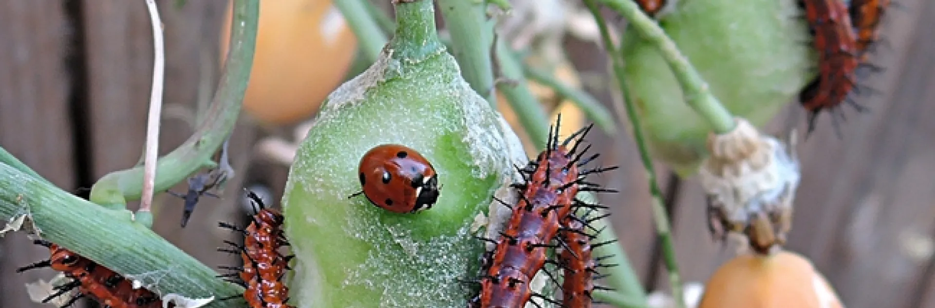 Lady beetle, aka ladybug, with its new "friends"--Gulf Fritillary caterpillars. (Photo by Kathy Keatley Garvey)