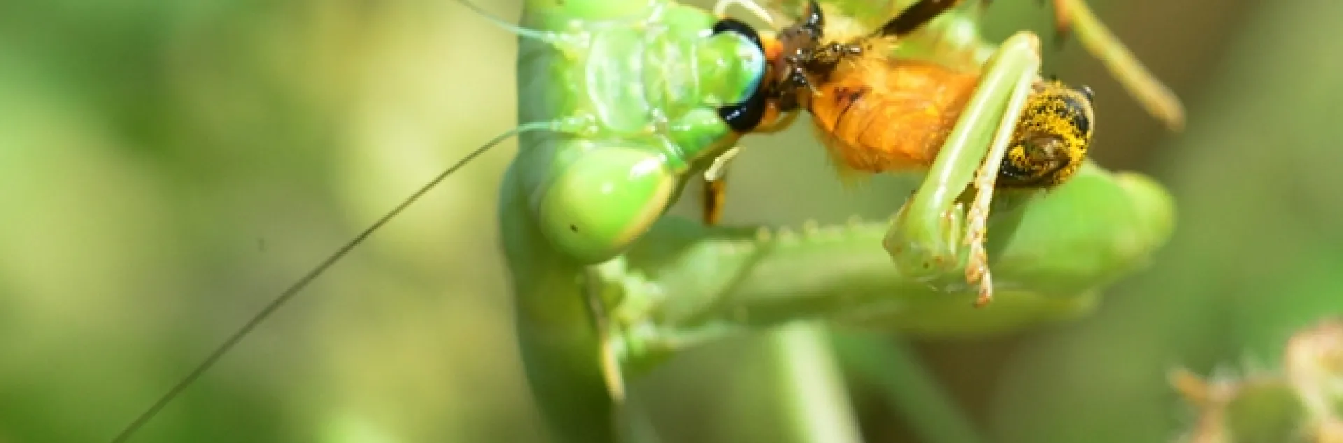 A praying mantis snares a honey bee. (Photo by Kathy Keatley Garvey)