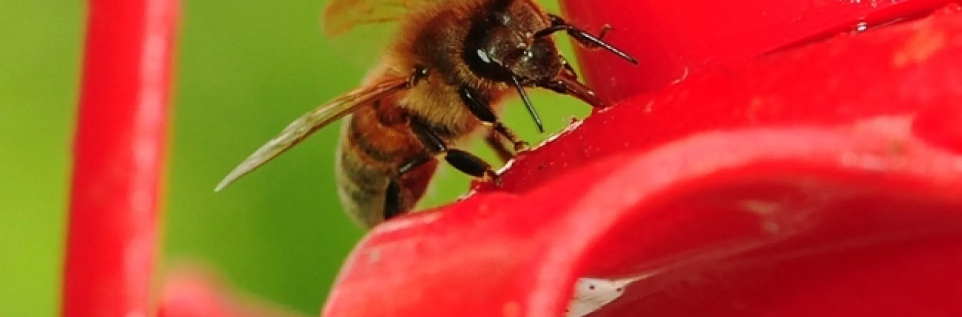 A honey bee sipping syrup from a hummingbird feeder. (Photo by Kathy Keatley Garvey)