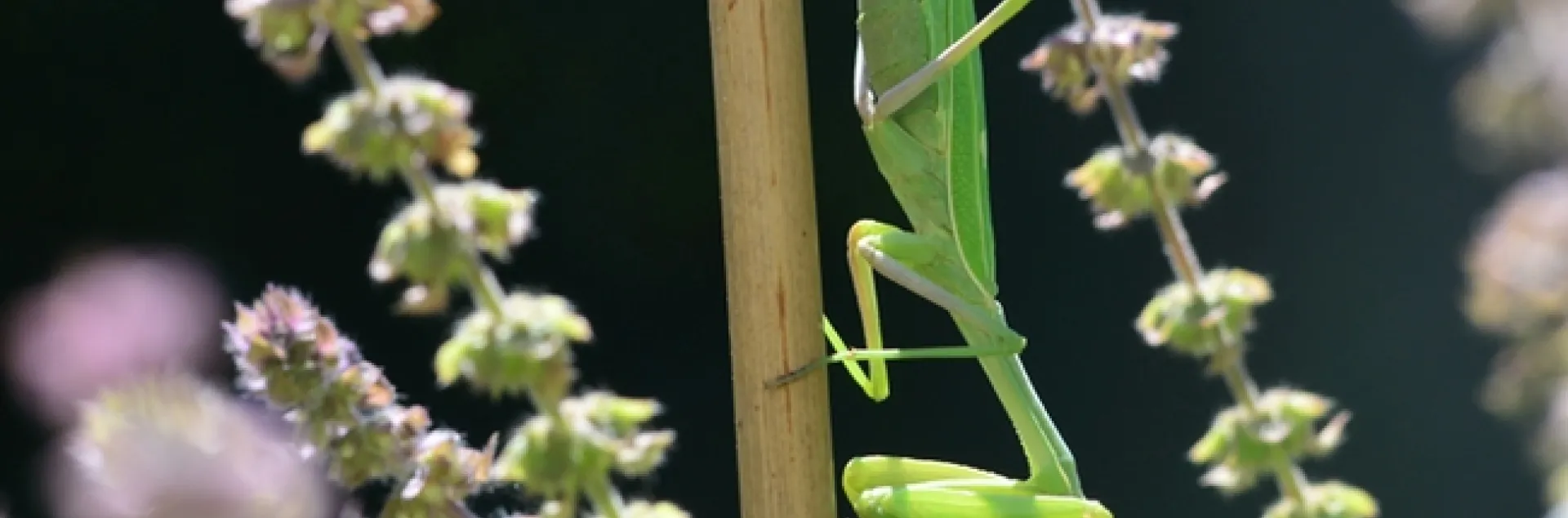 Praying mantis stretches in the African blue basil. (Photo by Kathy Keatley Garvey)