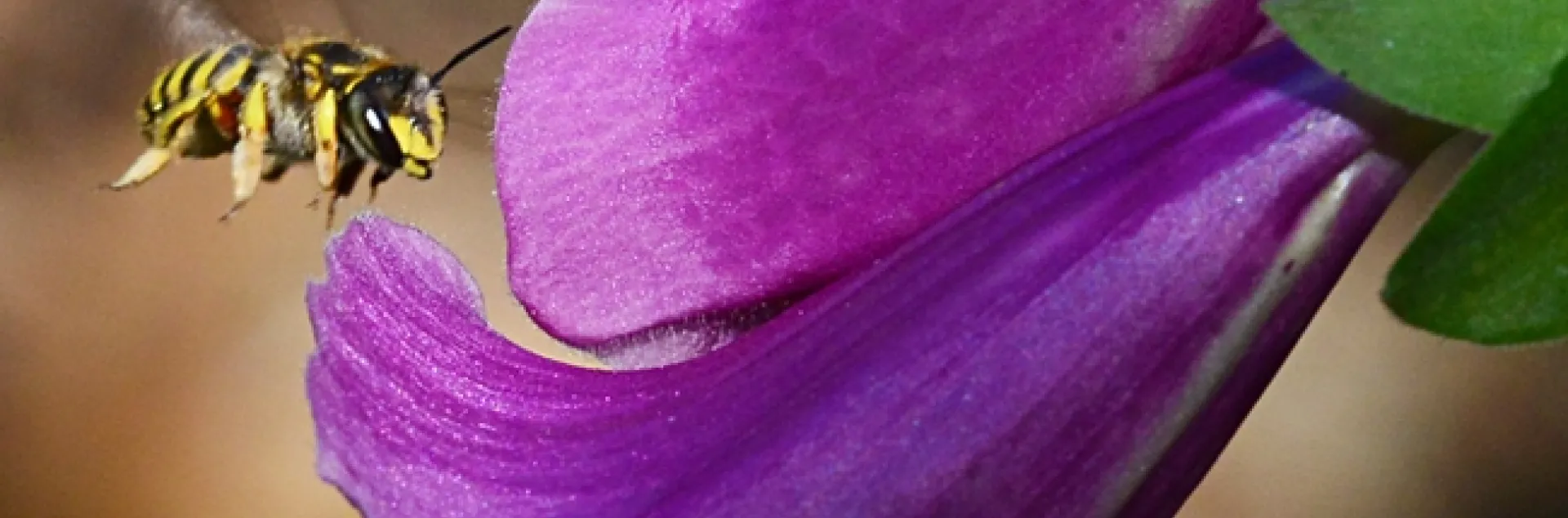 Male European wool carder bee heads for a foxglove. (Photo by Kathy Keatley Garvey)