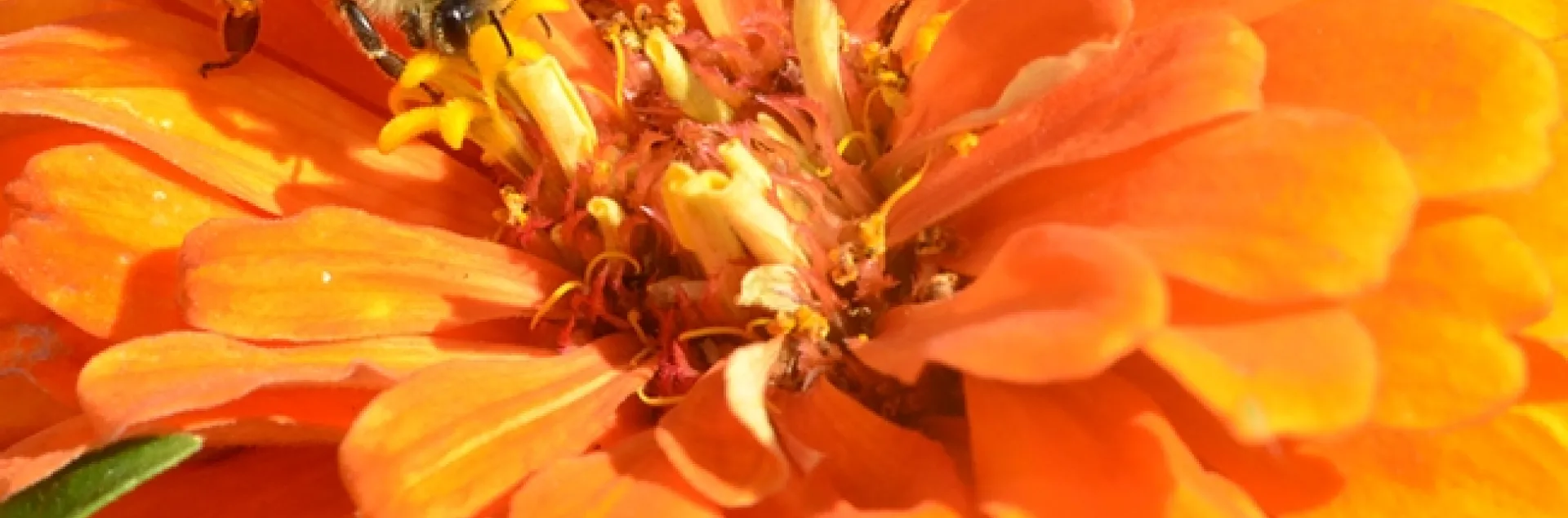 A honey bee foraging on a zinnia. (Photo by Kathy Keatley Garvey)