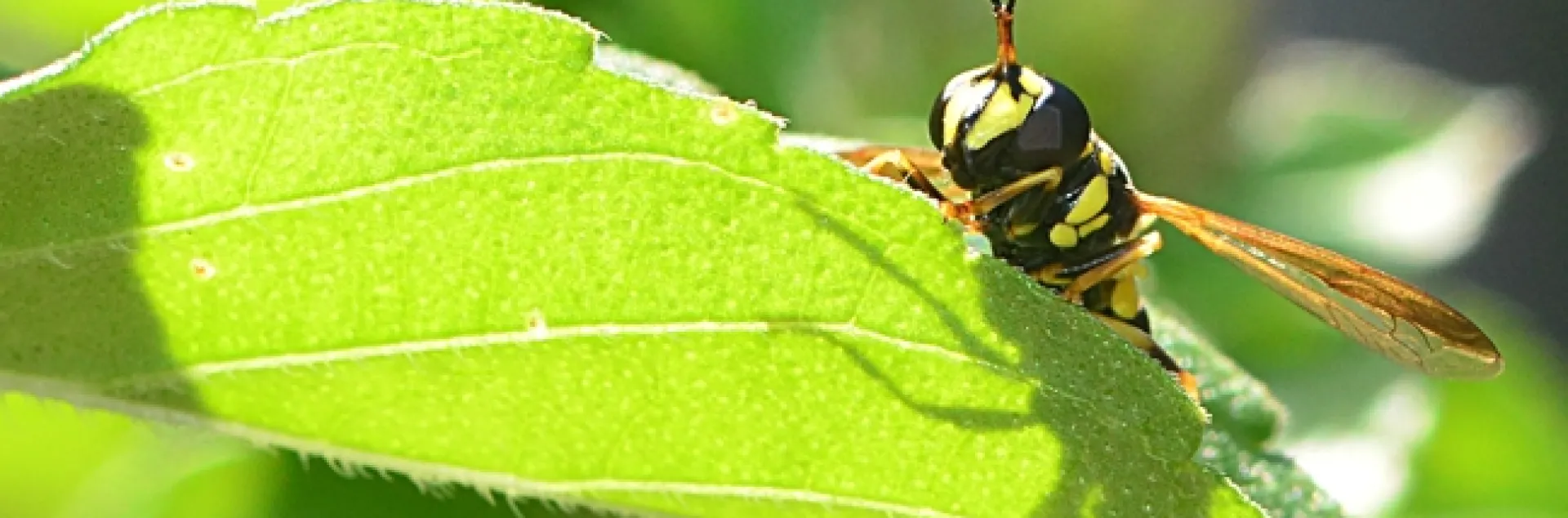 This wasp mimic is actually a fly, genus Ceriana. (Photo by Kathy Keatley Garvey)