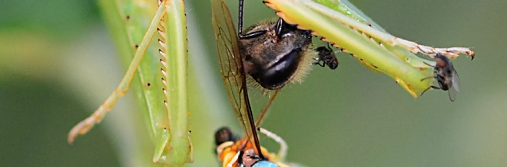 Praying mantis eats a honey bee while a freeloader fly, family Milichilidae, does, too. Another freeloader edges closer. (Photo by Kathy Keatley Garvey)