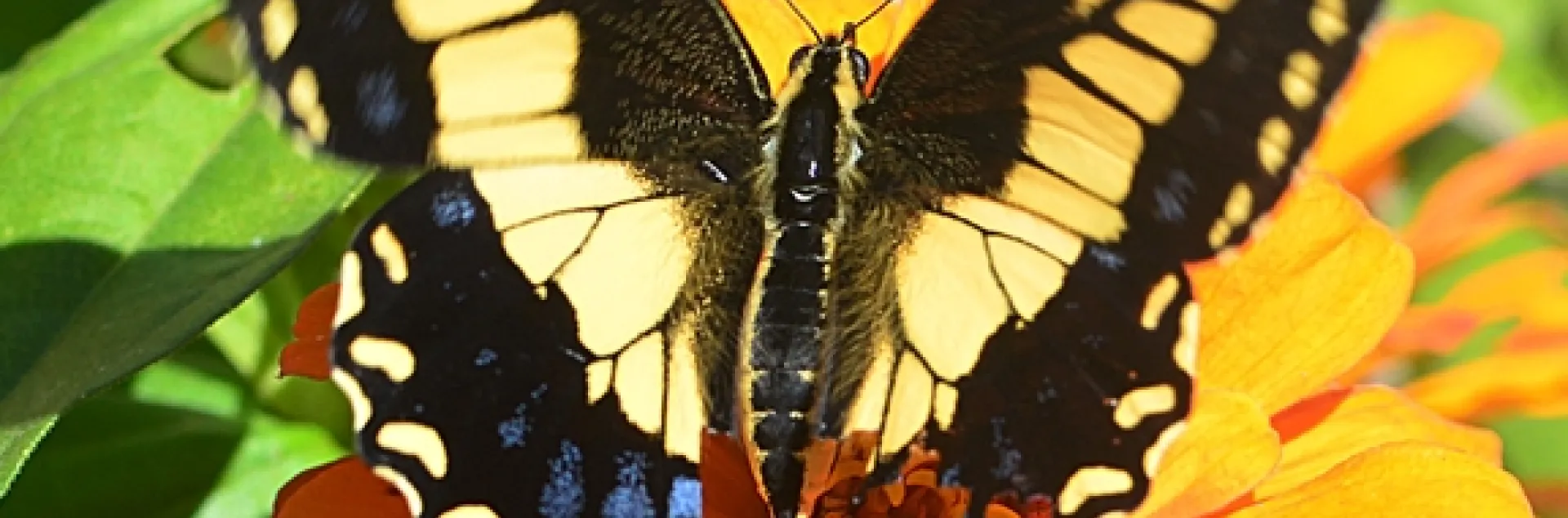 This Anise Swallowtail is missing part of its wing. A predator missed. (Photo by Kathy Keatley Garvey)