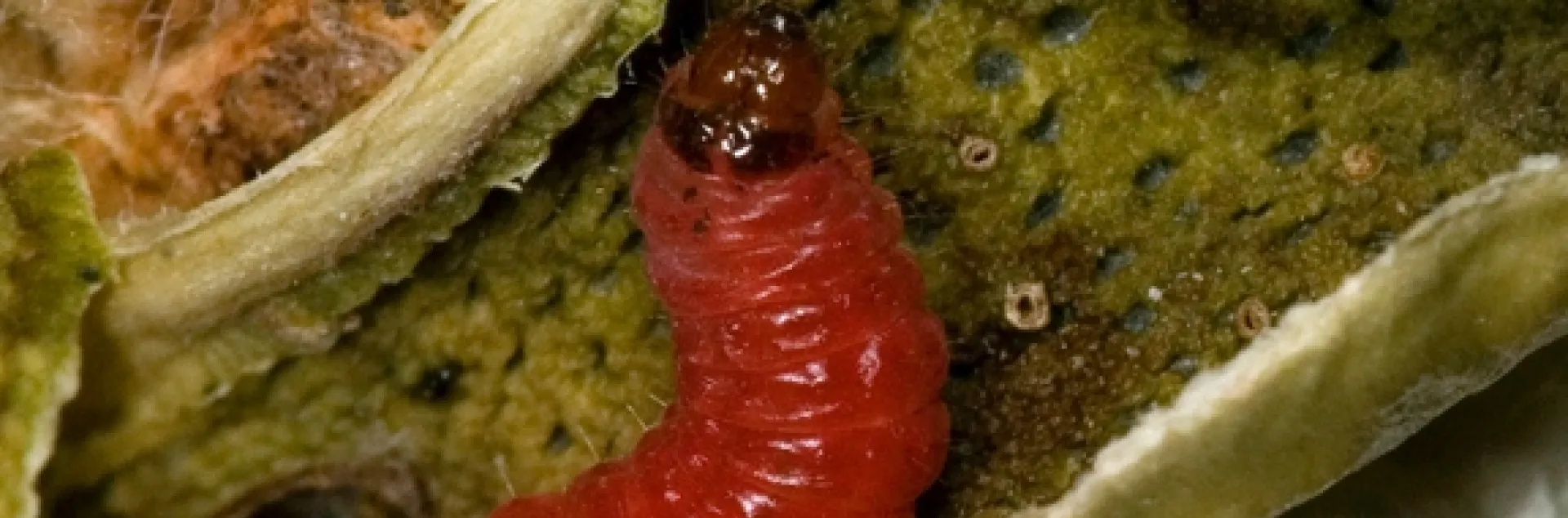 The pink bollworm, a global pest of cotton, has evolved resistance to genetically modified cotton in India, but not in Arizona where farmers have planted refuges of conventional cotton to reduce selection for resistance. (Photo by Alex Yelich, University of Arizona)