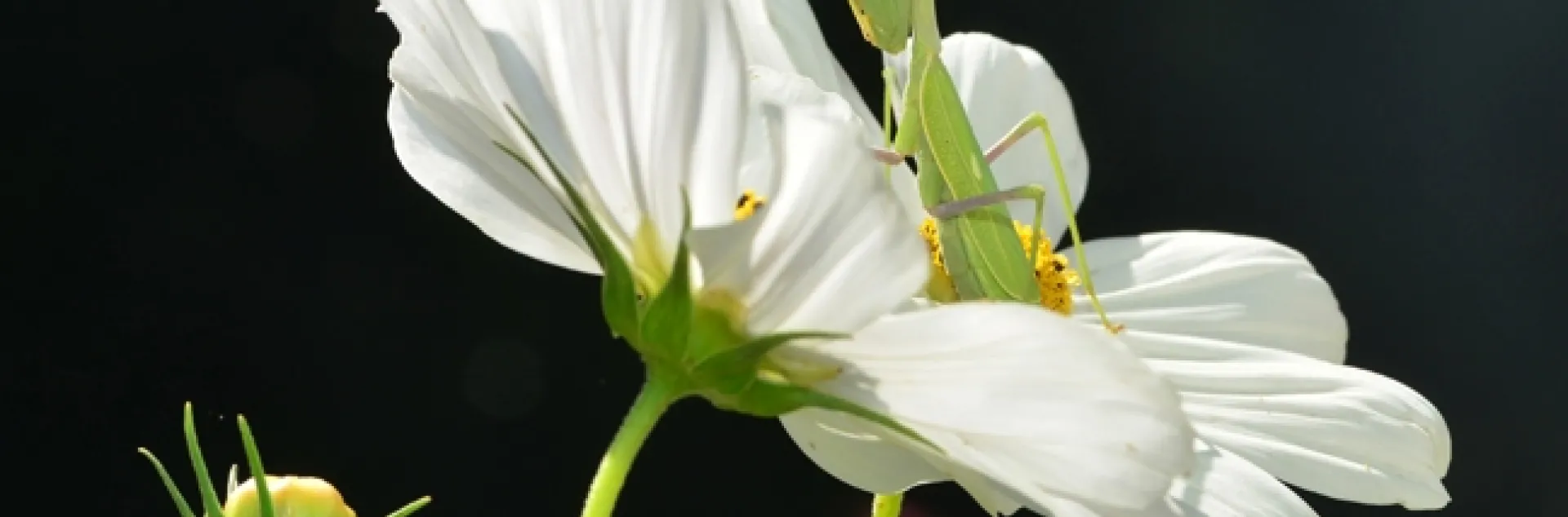 A praying mantis perches on a cosmos. (Photo by Kathy Keatley Garvey)