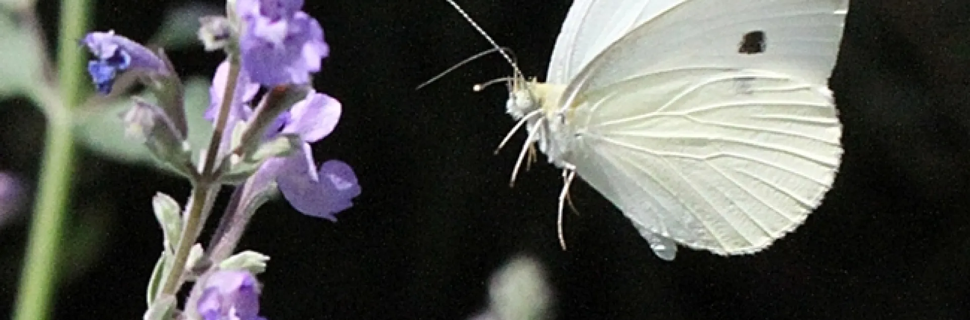 Art Shapiro saw 19 of this species, Pieris rapae, or cabbage white, today at his North Sacramento study site. (Photo by Kathy Keatley Garvey)