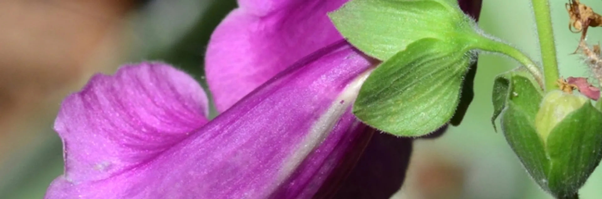 A honey bee sipping nectar from a hole drilled by a carpenter bee on a foxglove. (Photo by Kathy Keatley Garvey)