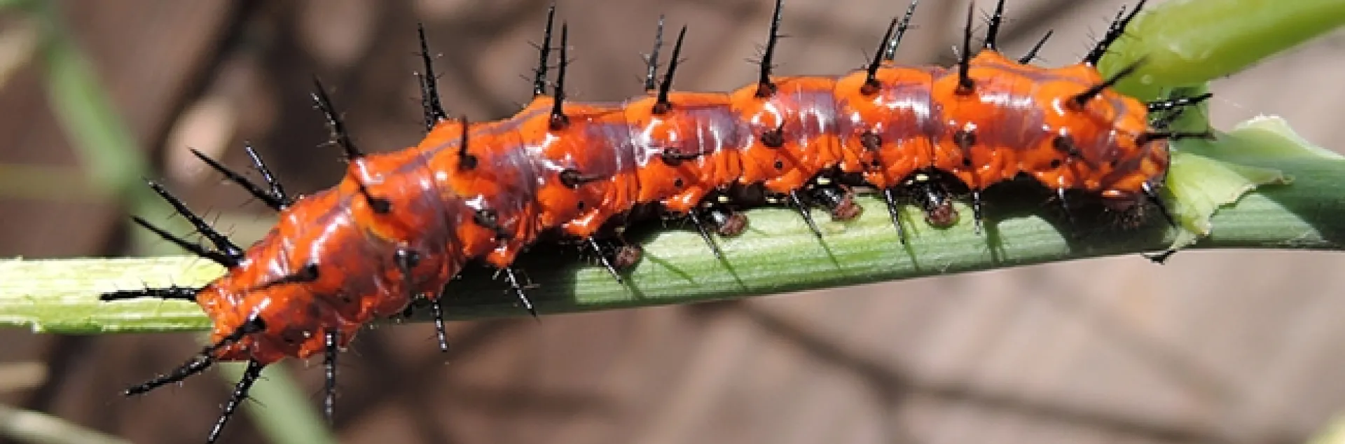 A very hungry Gulf Fritillary caterpillar working over the Passiflora. (Photo by Kathy Keatley Garvey)