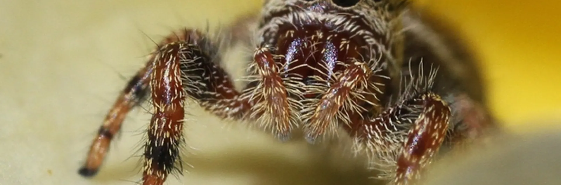 A jumping spider, nestled in the petals of a yellow rose, "Sparkle and Shine," looks at the photographer. (Photo by Kathy Keatley Garvey)