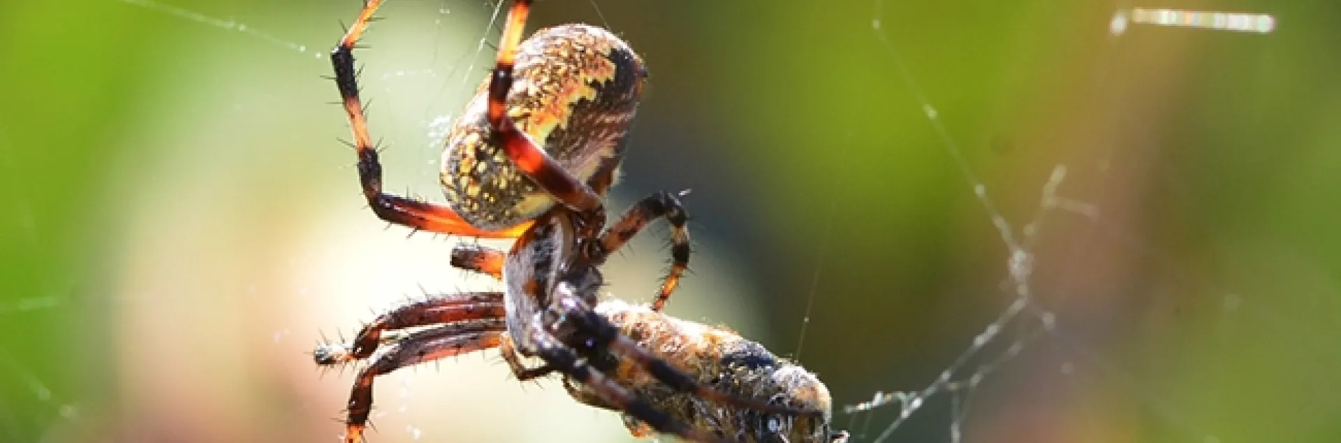 A garden spider wraps its prey, a honey bee, in The Good Life Garden. (Photo by Kathy Keatley Garvey