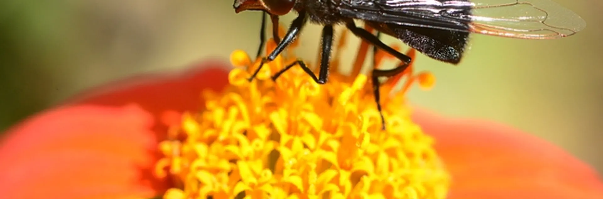 Black hover fly, aka Mexican cactus fly, sipping nectar from a Mexican sunflower (Tithonia). (Photo by Kathy Keatley Garvey)