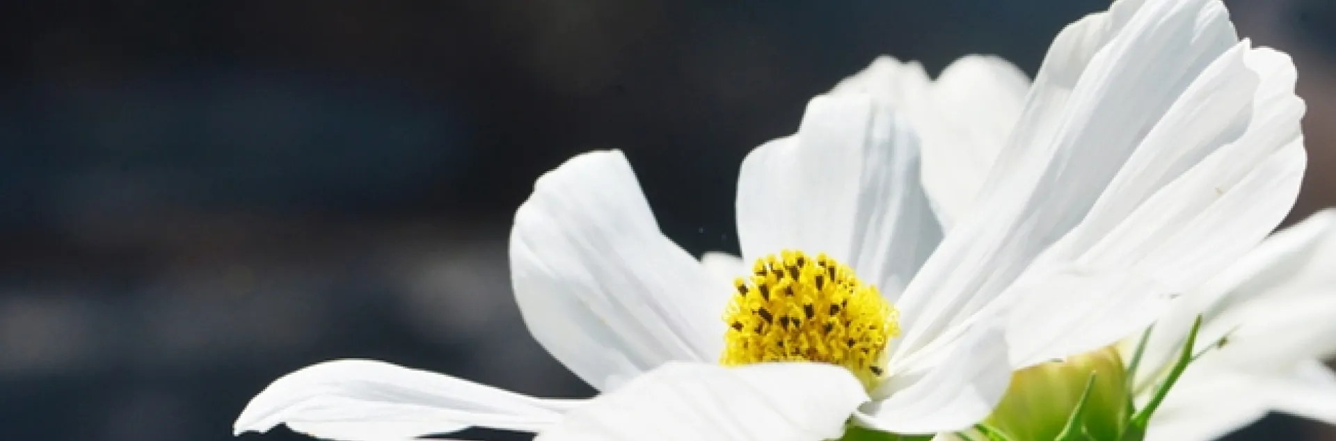 Honey bee heading for a Cosmos. (Photo by Kathy Keatley Garvey)