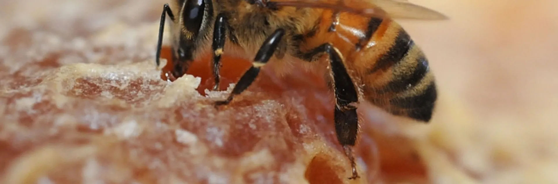 Honey is not bee vomit. (Photo by Kathy Keatley Garvey)