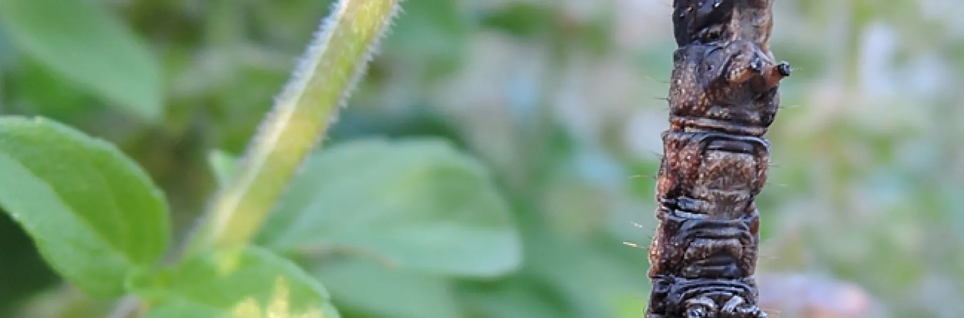 This is a dead caterpillar killed by an infectious virus disease (Polyhedrosis), as identified by UC Davis butterfly expert Art Shapiro. (Photo by Kathy Keatley Garvey)