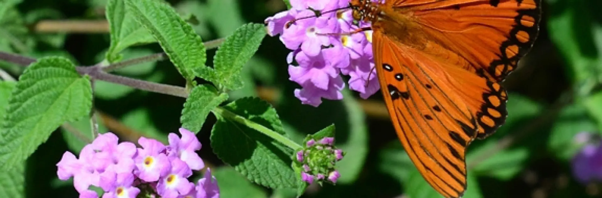 A Gulf Fritillary butterfly on purple lantana. (Photo by Kathy Keatley Garvey)