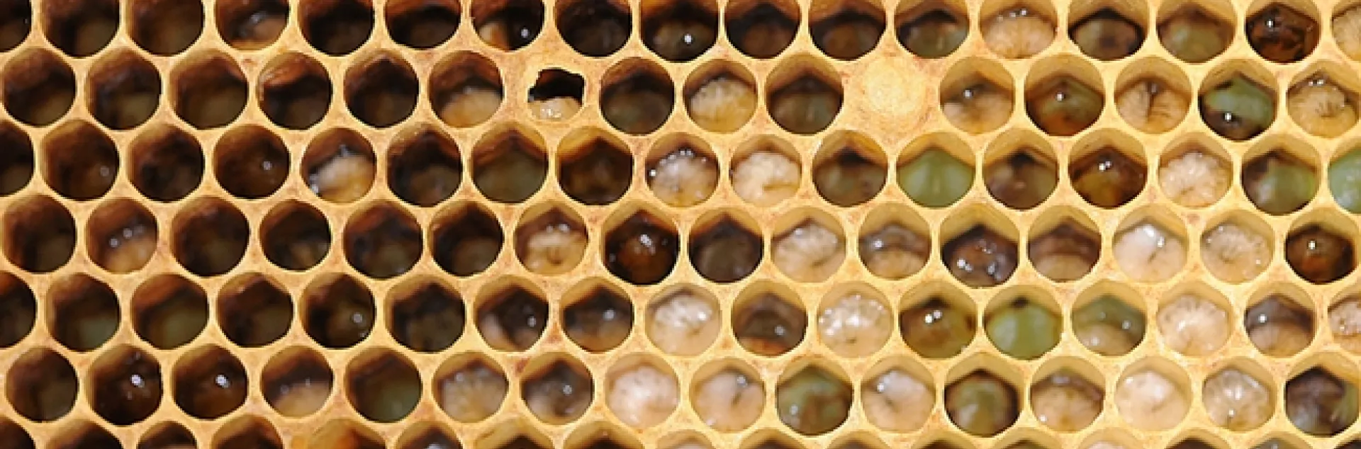 Would you eat honey bee larvae? (Photo by Kathy Keatley Garvey)