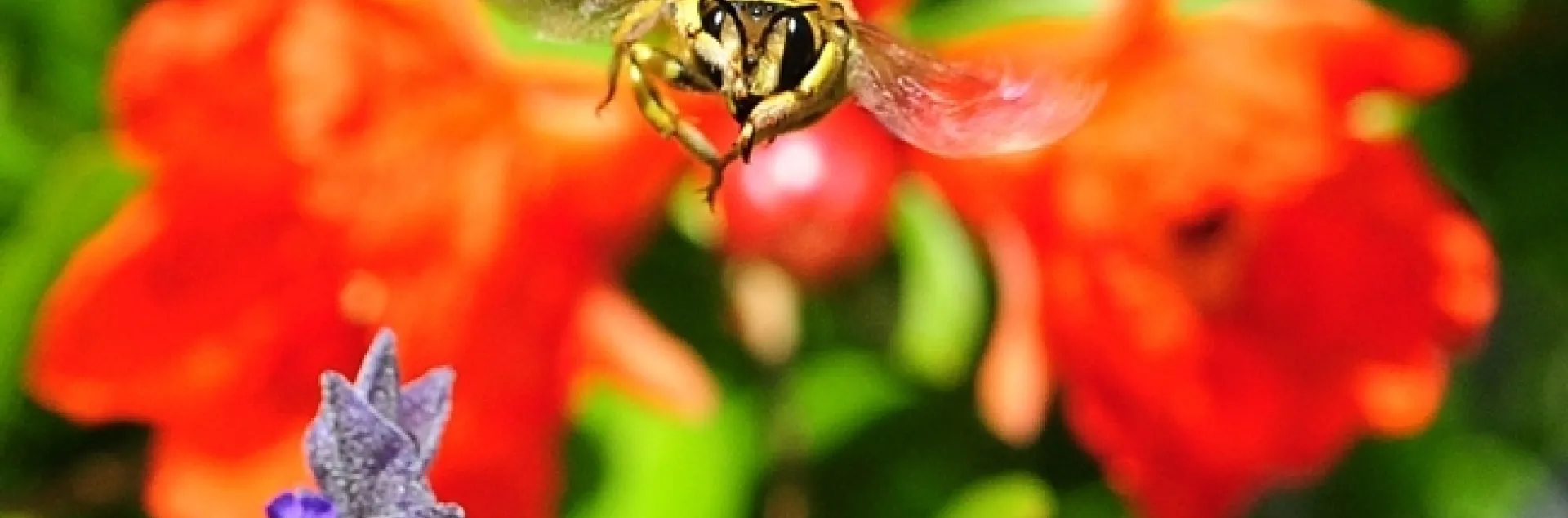 Male wool carder bee heads for the photographer. (Photo by Kathy Keatley Garvey)