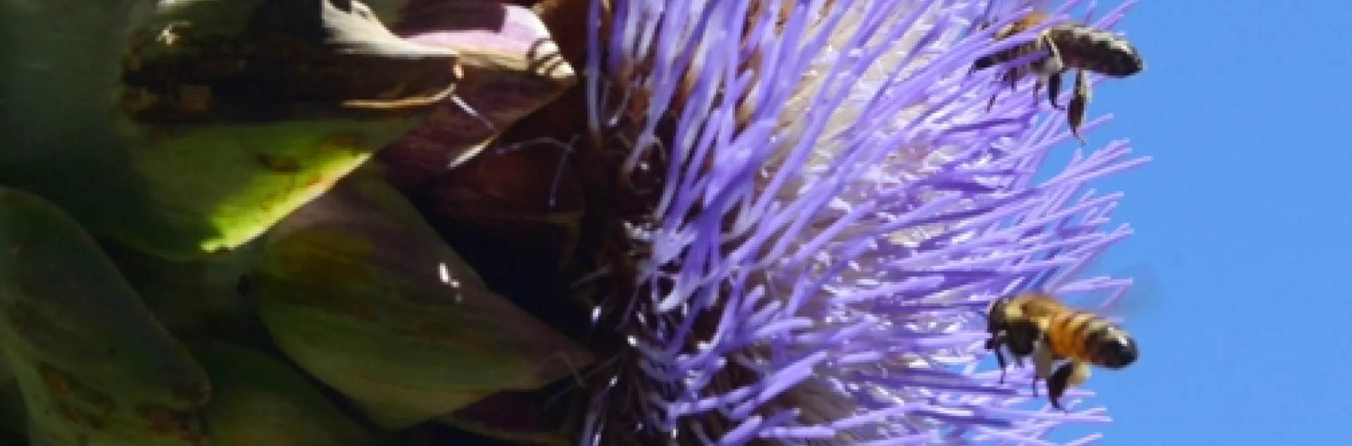 Honey bee "squadron" aiming for the flowering artichokes. (Photo by Kathy Keatley Garvey)