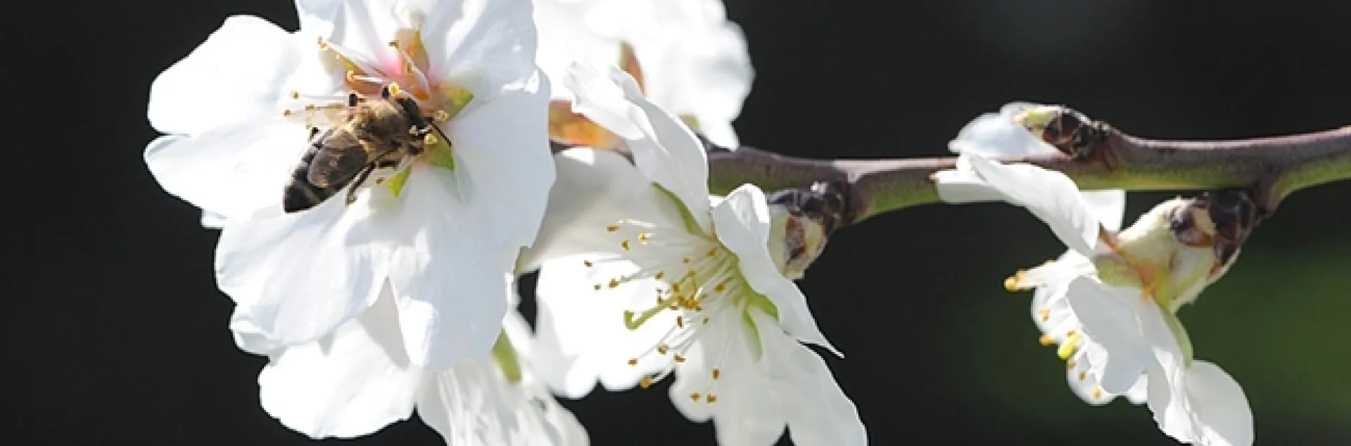 Honey bee pollinating an almond blossom. (Photo by Kathy Keatley Garvey