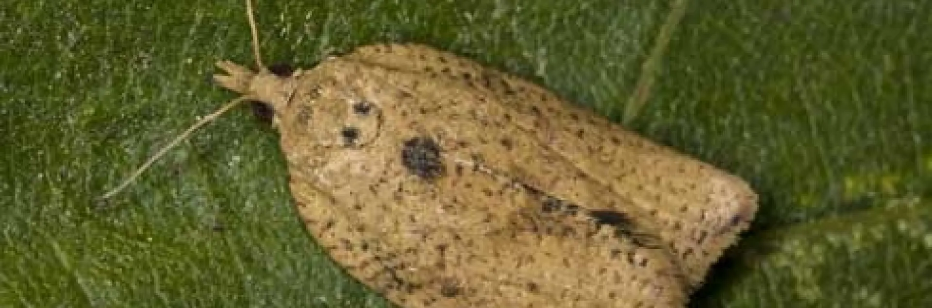 LBAM-Adult-Jack Kelly Clark