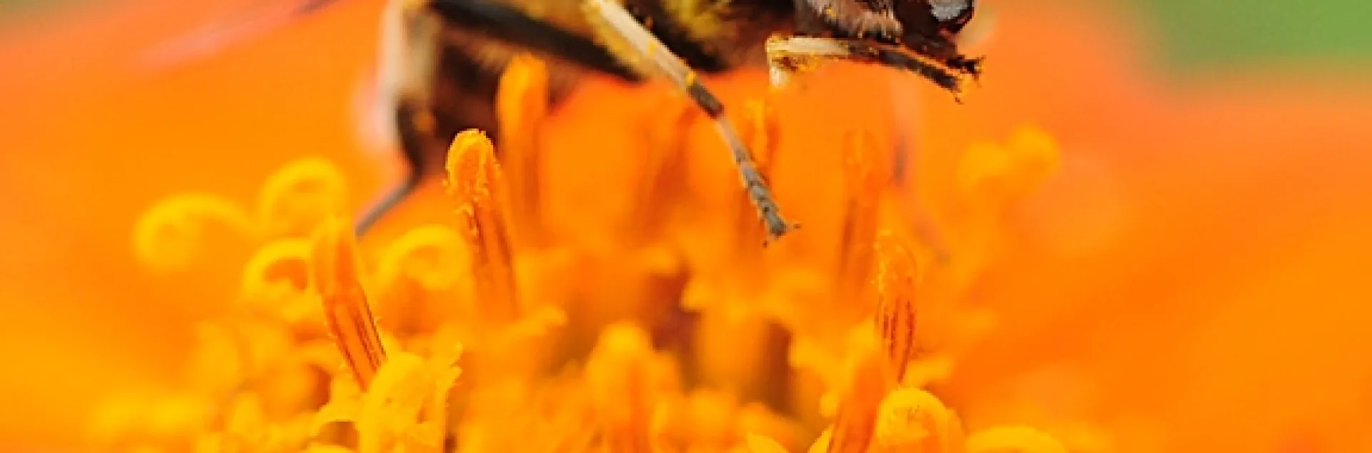 Drone fly, Eristalis tenax, sipping nectar from a Mexican sunflower, Tithonia. (Photo by Kathy Keatley Garvey)
