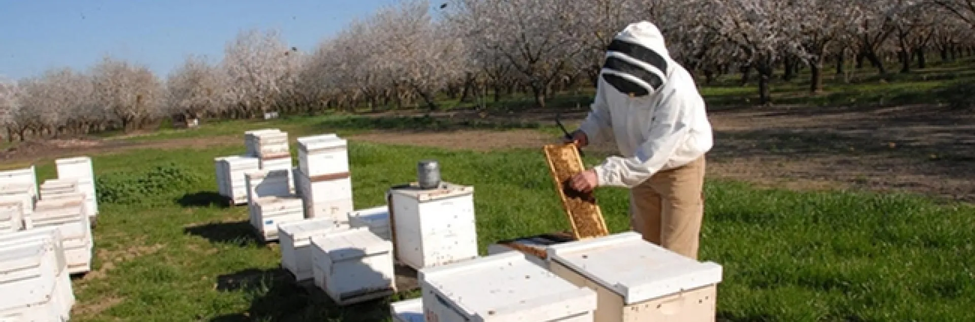 Michael "Kim" Fondrk of UC Davis tends Robert Page's bees in a Dixon, Calif. almond orchard. (Photo by Kathy Keatley Garvey)