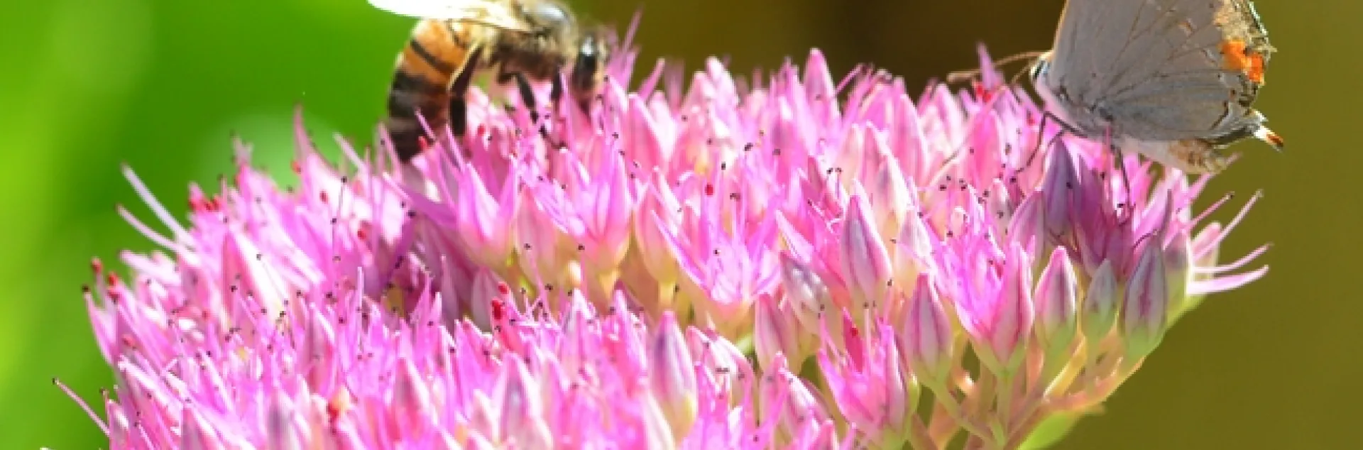 Honey bee sharing a sedum blossom with a Gray Hairstreak. (Photo by Kathy Keatley Garvey)