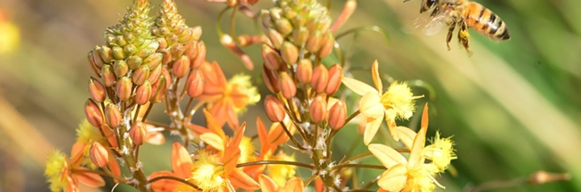 Honey bee heading toward a bulbine (Bulbine frutesens). (Photo by Kathy Keatley Garvey)
