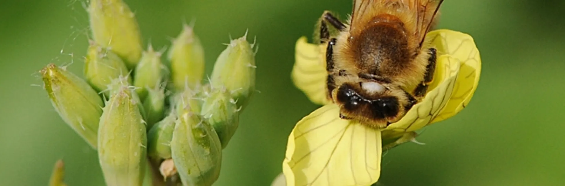 Honey bee foraging on mustard. (Photo by Kathy Keatley Garvey)