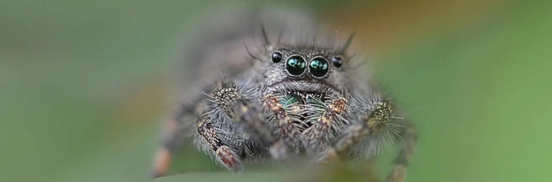 Jumping spider eyes the photographer. (Photo by Kathy Keatley Garvey)