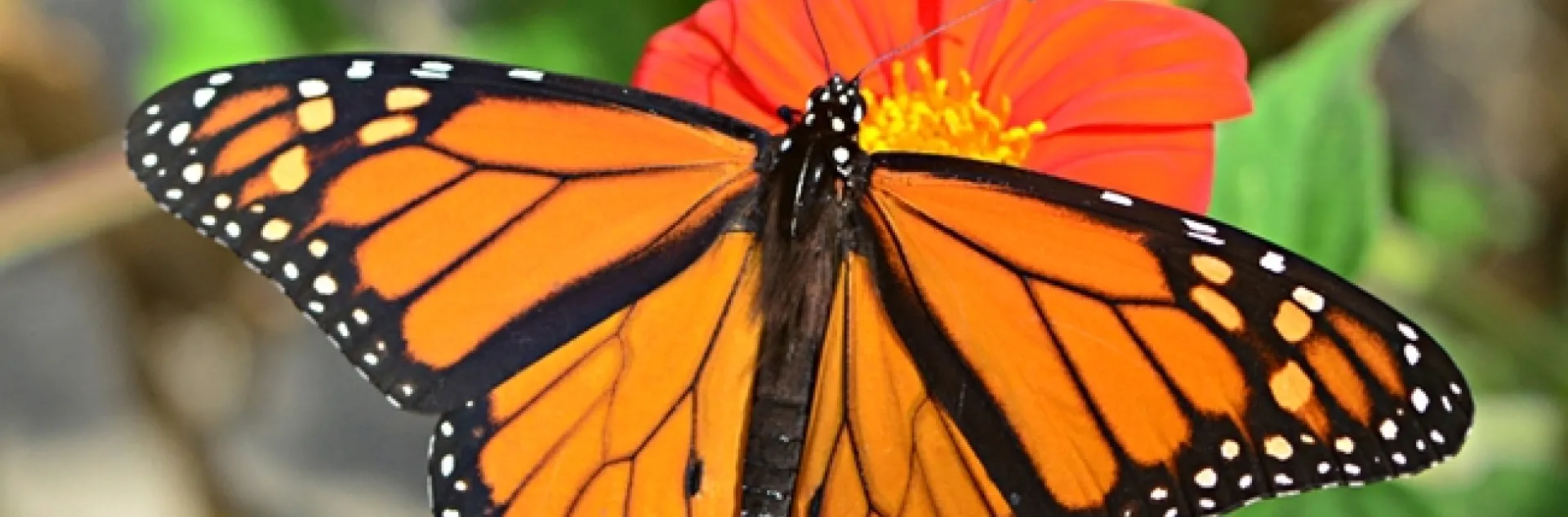 A mighty male Monarch on the move. On its way to one of coastal California's overwintering sites, it stops to sip from flight fuel (nectar) from a Mexican sunflower, Tithonia. (Photo by Kathy Keatley Garvey)